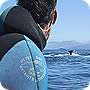 san blas whale watching trips are available from november through march